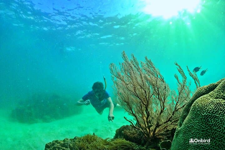 Pro Snorkeling at Phu Quoc's Coral Jungle Reef — Small-Group Eco Tour photo 2