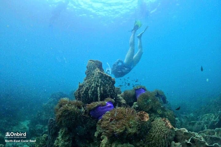 Private Snorkeling Adventure at Half-Moon Reef & Coral Mountain, Phu Quoc photo 6
