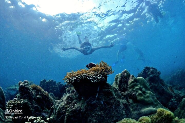 Private Snorkeling Adventure at Half-Moon Reef & Coral Mountain, Phu Quoc photo 2