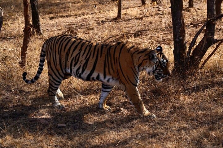 Taj Mahal and Ranthambore: 3-Day Sunrise, Sunset & Tiger Safari Experience photo 5