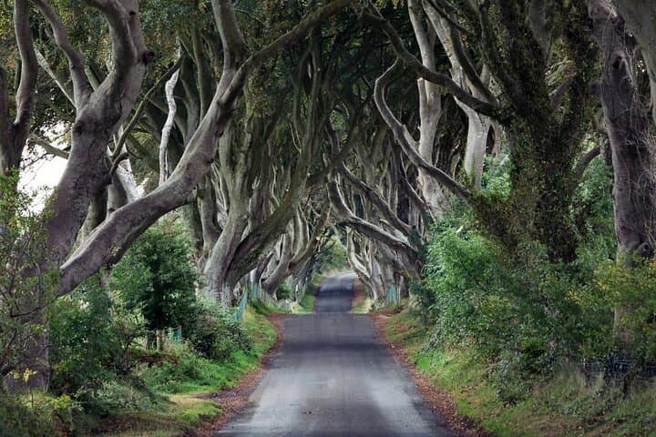 Private Giant's Causeway & Game of Thrones Tour from Belfast — Dark Hedges, Carrick-a-Rede & Bushmills photo 5
