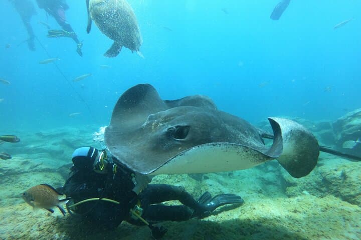 Scuba Diving for Certified Divers in Costa Adeje — Day Trips from Puerto Colón