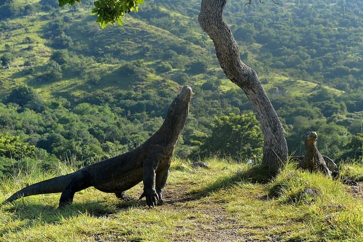 Komodo Private Shore Tour from Labuan Bajo: Padar, Pink Beach & Manta Encounters photo 4