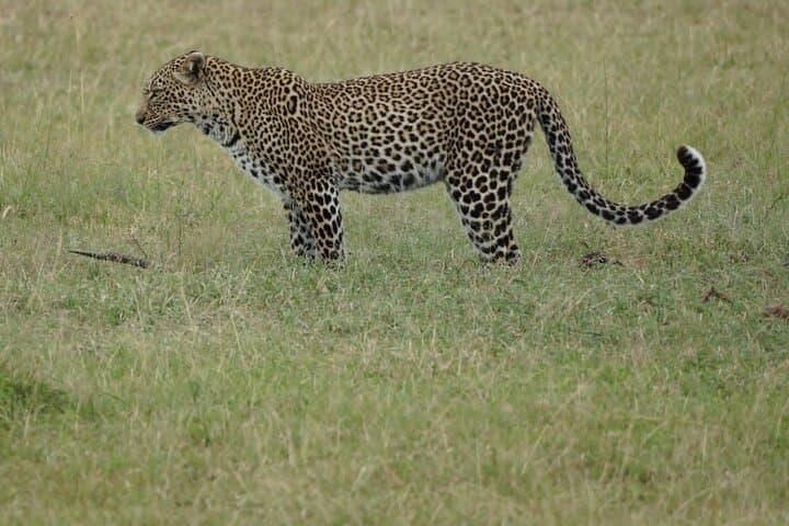 4-Day Maasai Mara & Lake Nakuru Safari: Big Five, Flamingos & the Great Migration in a 4x4 photo 2