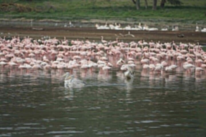 4-Day Maasai Mara & Lake Nakuru Safari: Big Five, Flamingos & the Great Migration in a 4x4 photo 3