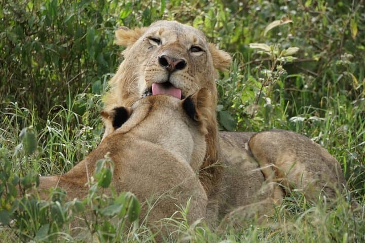 4-Day Maasai Mara & Lake Nakuru Safari: Big Five, Flamingos & the Great Migration in a 4x4 photo 4