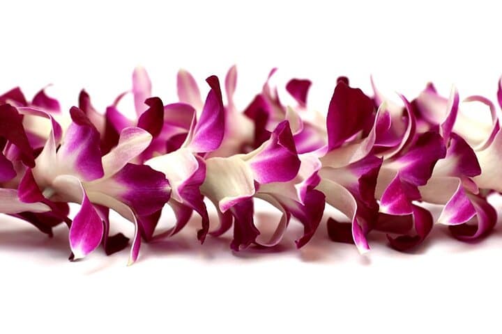 Orchid Airport Lei Greeting at Kahului Airport — What to Expect photo 2