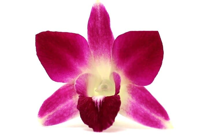 Orchid Airport Lei Greeting at Kahului Airport — What to Expect photo 3