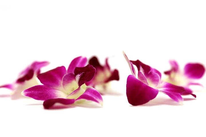Orchid Airport Lei Greeting at Kahului Airport — What to Expect photo 4