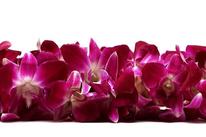 Deluxe Orchid Lei Greeting at Kahului Airport (OGG): Authentic Hawaiian Welcome photo 2