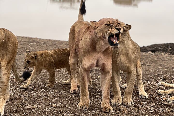 Half-Day Safari Adventure at Nairobi National Park: Wildlife Close to the City