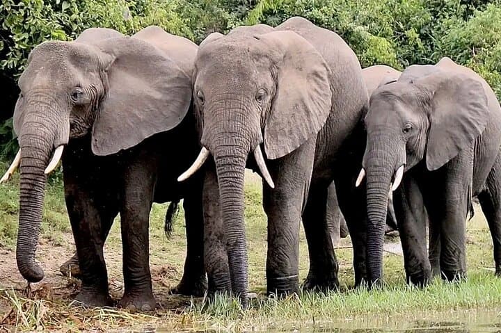 Selous Day Safari: Fly-In Wildlife Adventure from Zanzibar photo 2