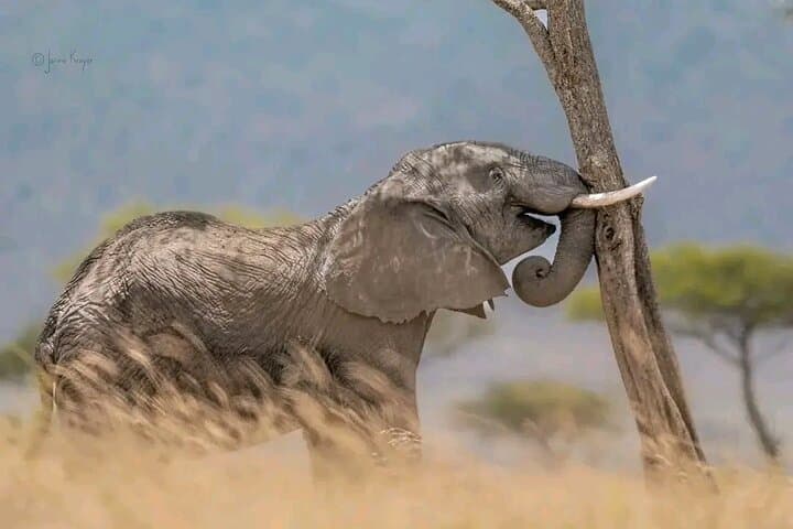 Selous Day Safari: Fly-In Wildlife Adventure from Zanzibar photo 4