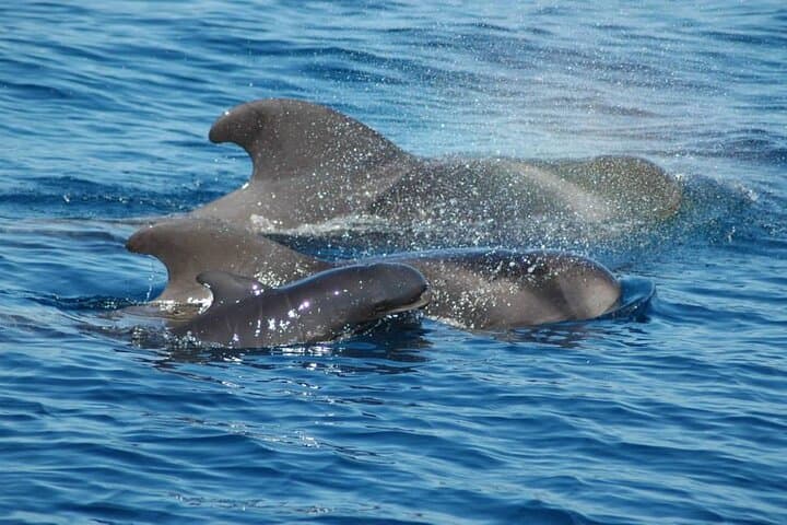 Two-Hour Whale & Dolphin Cruise from Puerto Colón (Costa Adeje)
