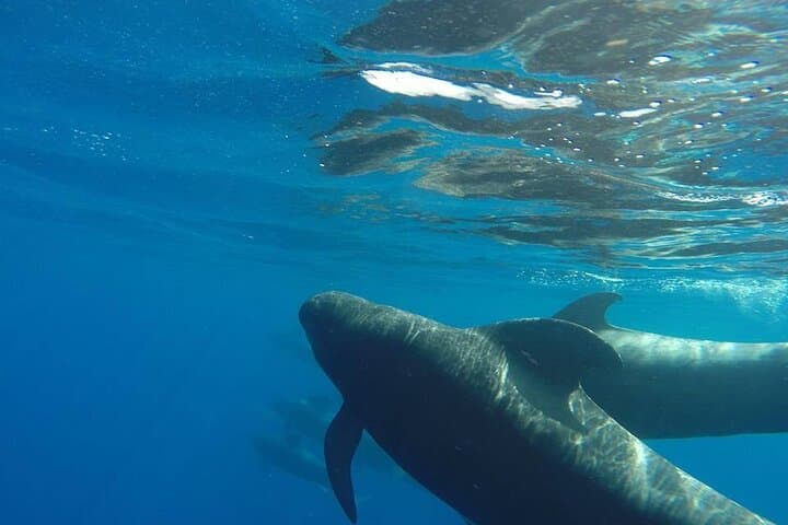 Two-Hour Whale & Dolphin Cruise from Puerto Colón (Costa Adeje) photo 3