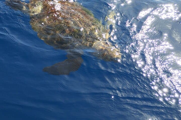 Two-Hour Whale & Dolphin Cruise from Puerto Colón (Costa Adeje) photo 5
