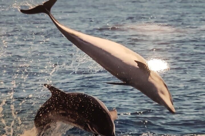 Two-Hour Whale & Dolphin Cruise from Puerto Colón (Costa Adeje) photo 6
