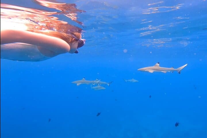 Private Full-Day Lagoon Safari and Motu Lunch in Bora Bora photo 6