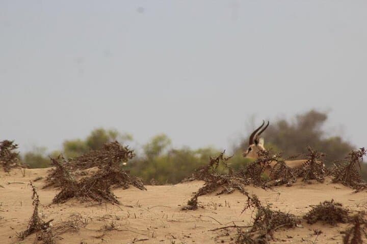Agadir Jeep Safari: Explore Souss-Massa National Park, Mini Sahara & Sidi Rbat photo 4