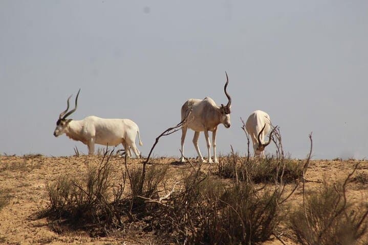 Agadir Jeep Safari: Explore Souss-Massa National Park, Mini Sahara & Sidi Rbat photo 3