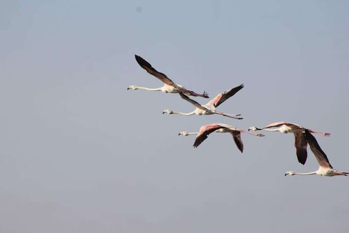 Agadir Jeep Safari: Explore Souss-Massa National Park, Mini Sahara & Sidi Rbat photo 2