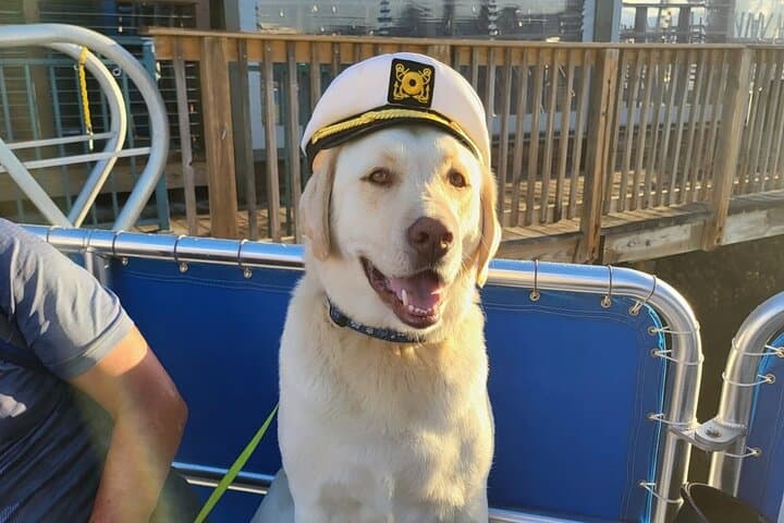 Bark on the Ark: Dog-Friendly Keewaydin Island Cruise from Naples