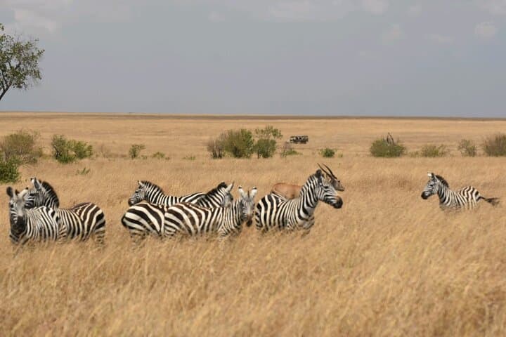 3-Day Maasai Mara Guided Safari: Wildlife, Culture & Great Rift Valley photo 5