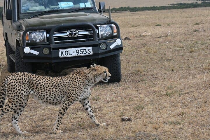 3-Day Maasai Mara Guided Safari: Wildlife, Culture & Great Rift Valley photo 6