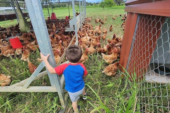 Regenerative Farm Tour at Finca Pastoreo — Dorado Eco Farming Experience photo 3