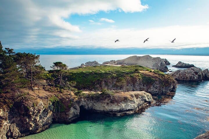 Point Lobos Private Ocean Walk: Coastal Wildlife & Hidden Coves photo 3