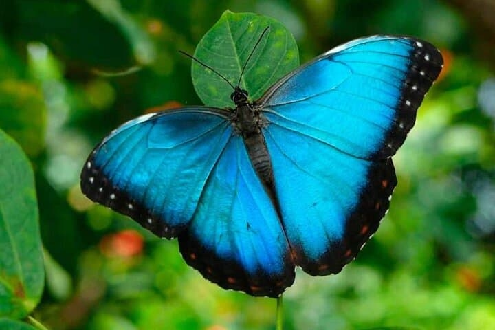 Monteverde Canopy Experience — Hanging Bridges, Sloth Sanctuary & Butterfly Garden photo 3
