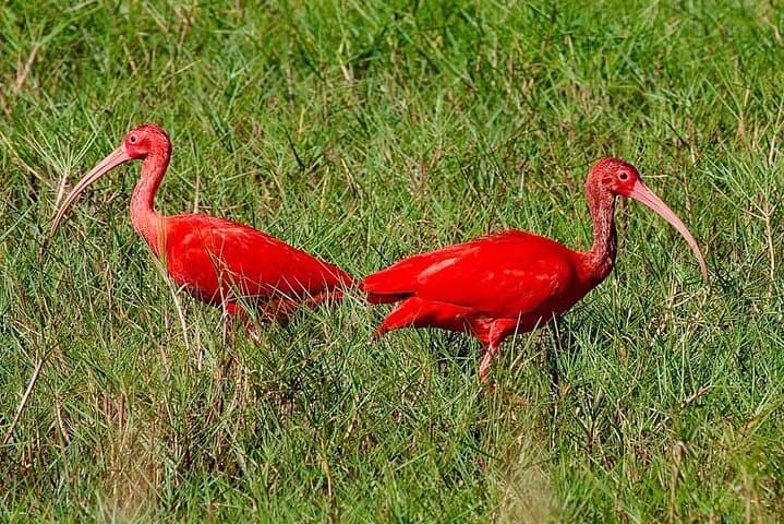 Caroni Swamp Wildlife Tour: Sunset Scarlet Ibis Boat Experience, Trinidad
