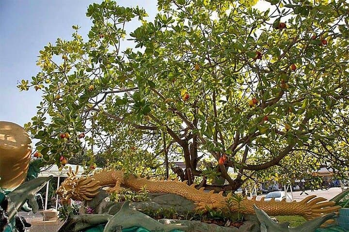 Phuket Old Town & Viewpoints Half-Day Tour: Karon, Khao Rang & Rang Hill photo 5
