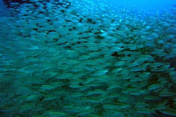 Afternoon Snorkeling by Boat in Gran Canaria: 2-Hour Guided Reef Experience photo 4