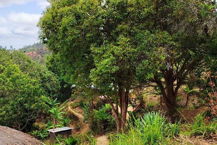 14-Day Taita Hills Cultural Immersion: Village Homestay, Farming & Forest Hike