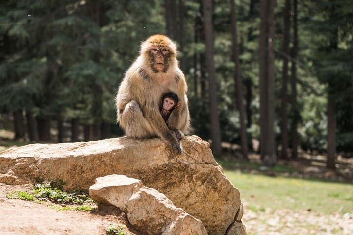 Middle Atlas Day Trip from Fes: Ifrane, Azrou & Cedar Forests
