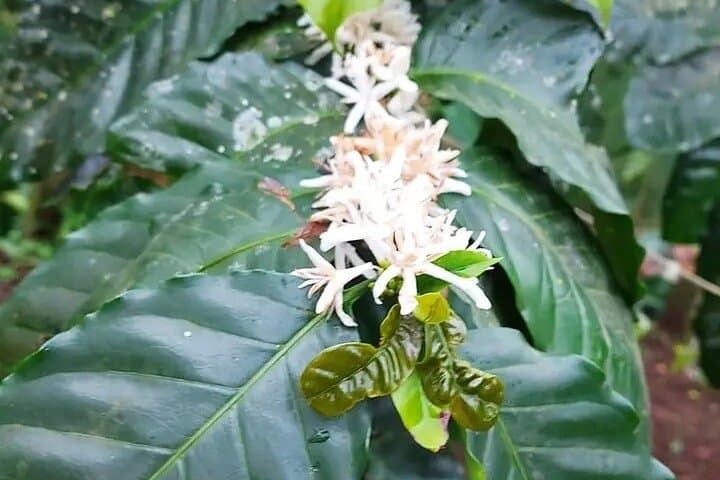 Tenorio-Miravalles Coffee, Chocolate & Sloth Trail: Biodiversity Day Tour photo 3