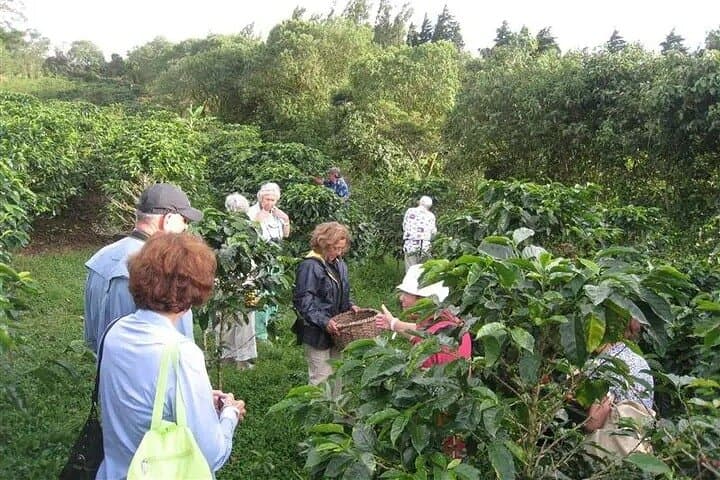Tenorio-Miravalles Coffee, Chocolate & Sloth Trail: Biodiversity Day Tour photo 4