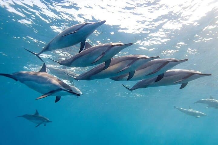 Dolphin Encounters and Southwest Mauritius Private Full-Day Tour