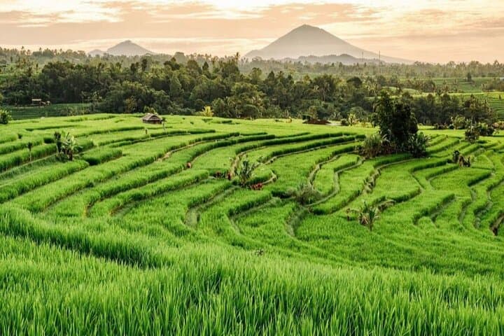 Bali 3-Day Private Highlights Tour: Ubud Temples, Rice Terraces & Sacred Sites