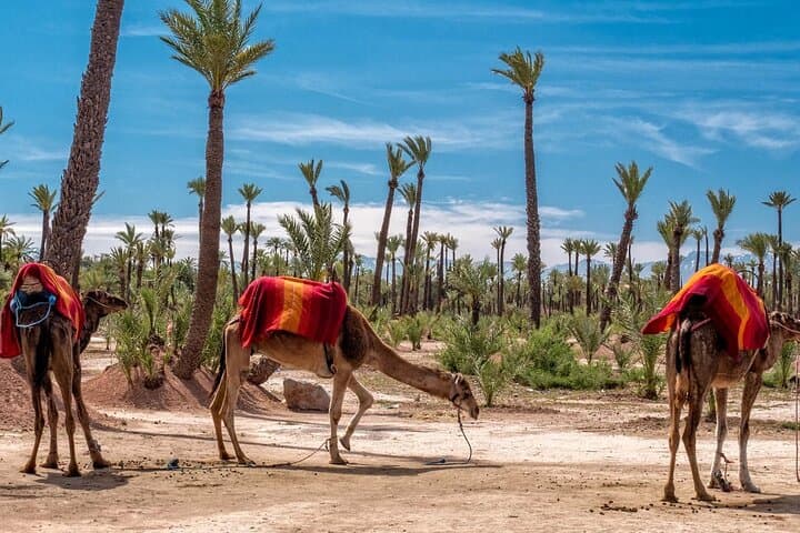Sunset Camel Ride in the Palmeraie of Marrakesh — Palm-Grove Sunset Trek photo 4