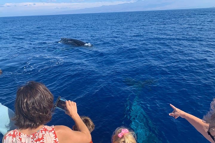 Late Morning Whale Watch Cruise from A'bay — Humpback Encounters on the Kohala Coast photo 2