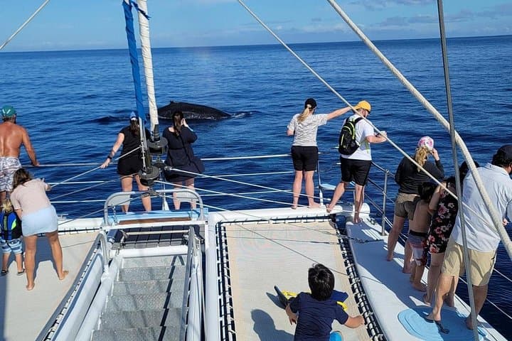 Late Morning Whale Watch Cruise from A'bay — Humpback Encounters on the Kohala Coast photo 3