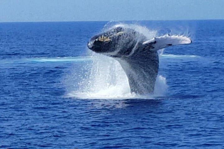 Late Morning Whale Watch Cruise from A'bay — Humpback Encounters on the Kohala Coast photo 4
