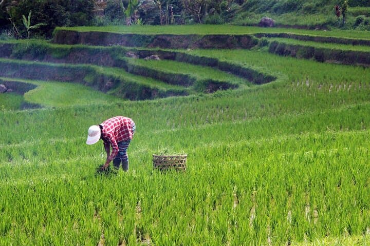Full-Day Wonders of Bali: Ulun Danu, Gitgit Falls & Jatiluwih Rice Terraces photo 6