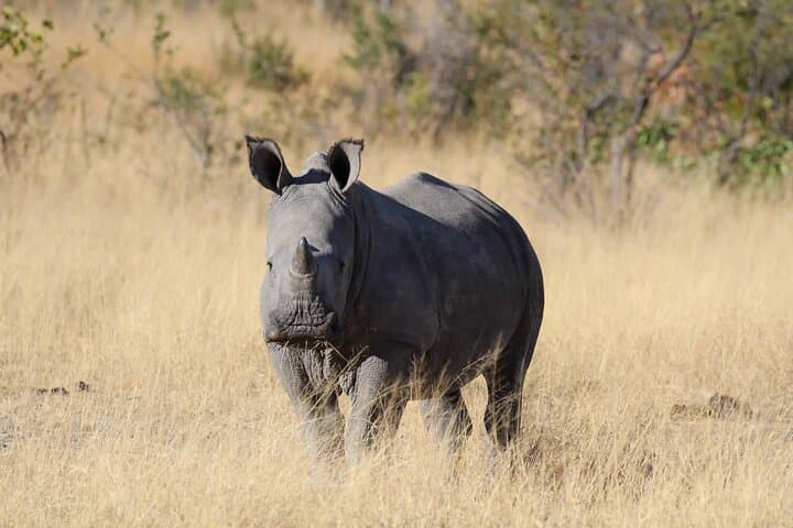 Best of Matobo Day Safari: Rhino Tracking, Rock Art & Rhodes' Grave photo 6