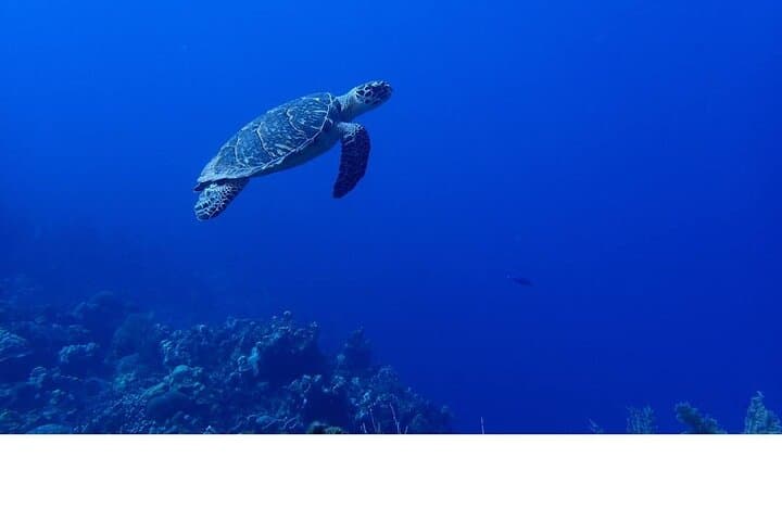 Key West Small-Group Snorkel Adventure: Two Reefs, Warm Water photo 5