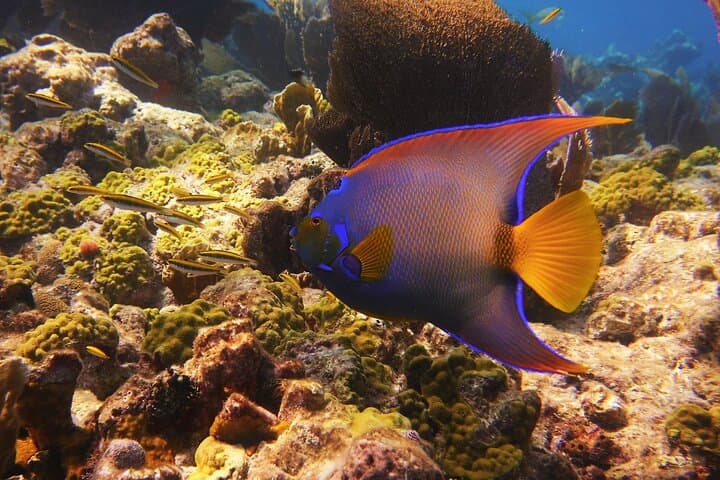 Key West Small-Group Snorkel Adventure: Two Reefs, Warm Water photo 6