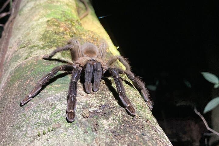 Monteverde Night Adventure: Guided Nocturnal Walk in the Cloud Forest photo 5