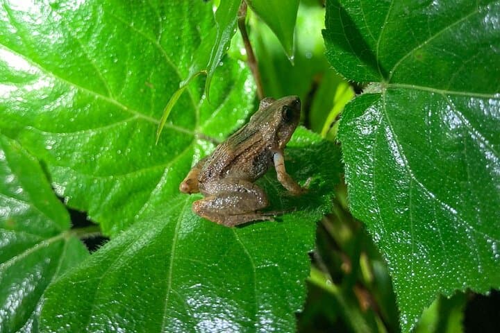 Monteverde Night Adventure: Guided Nocturnal Walk in the Cloud Forest photo 6